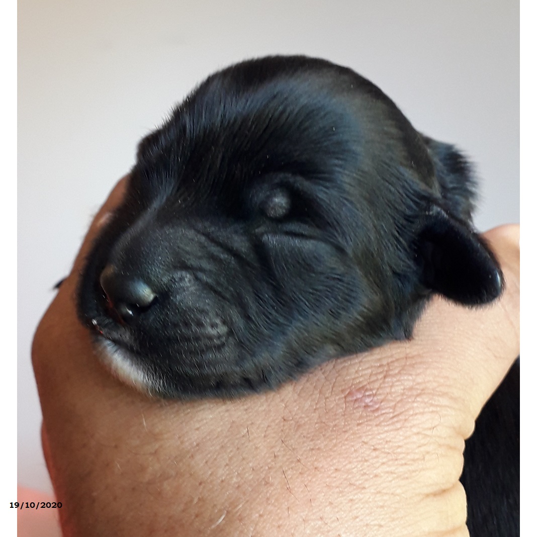 chiot chien d'eau portugais