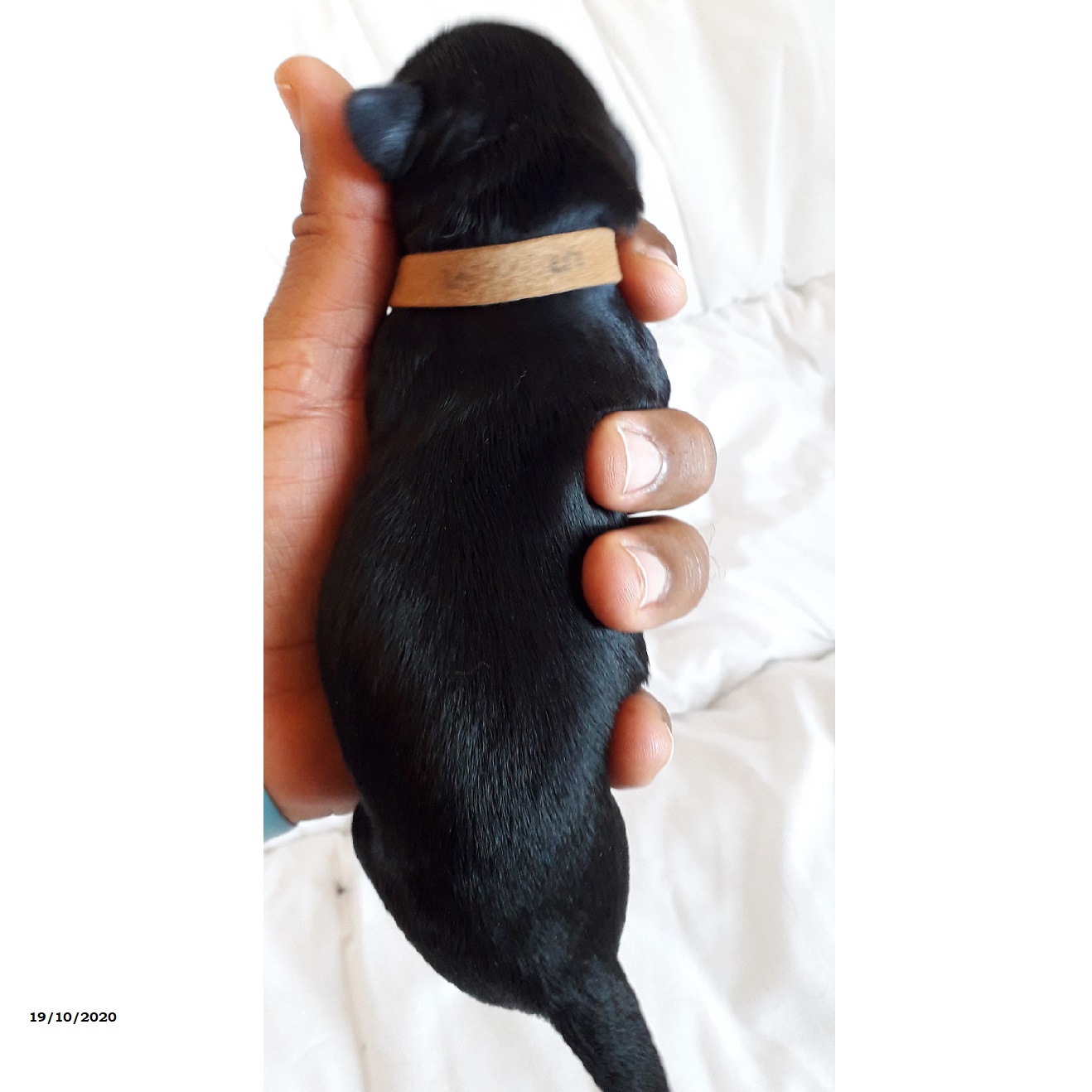 chiot chien d'eau portugais