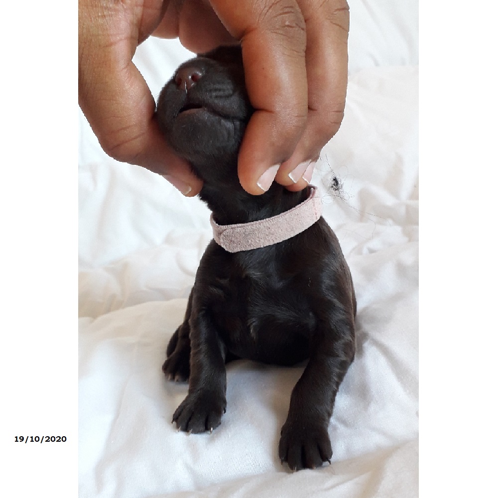 chiot chien d'eau portugais