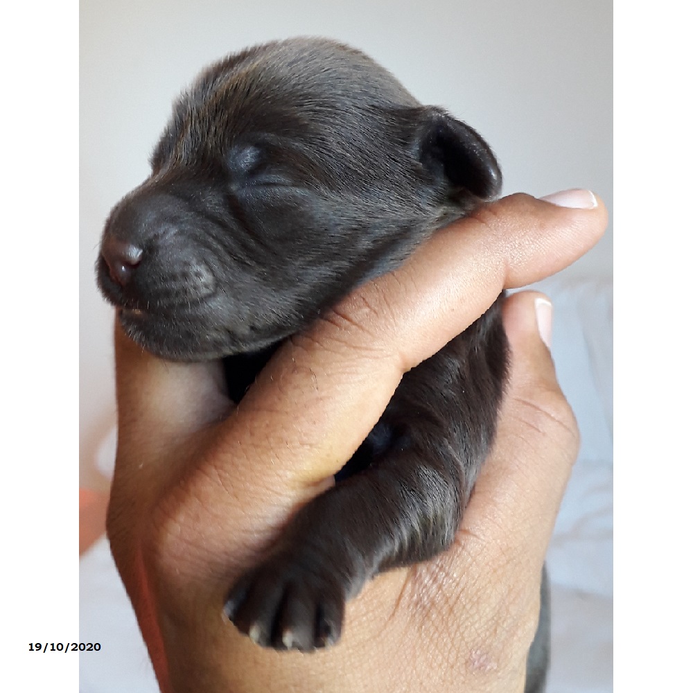 chiot chien d'eau portugais