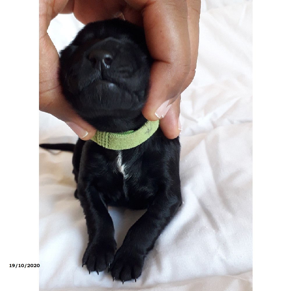 chiot chien d'eau portugais