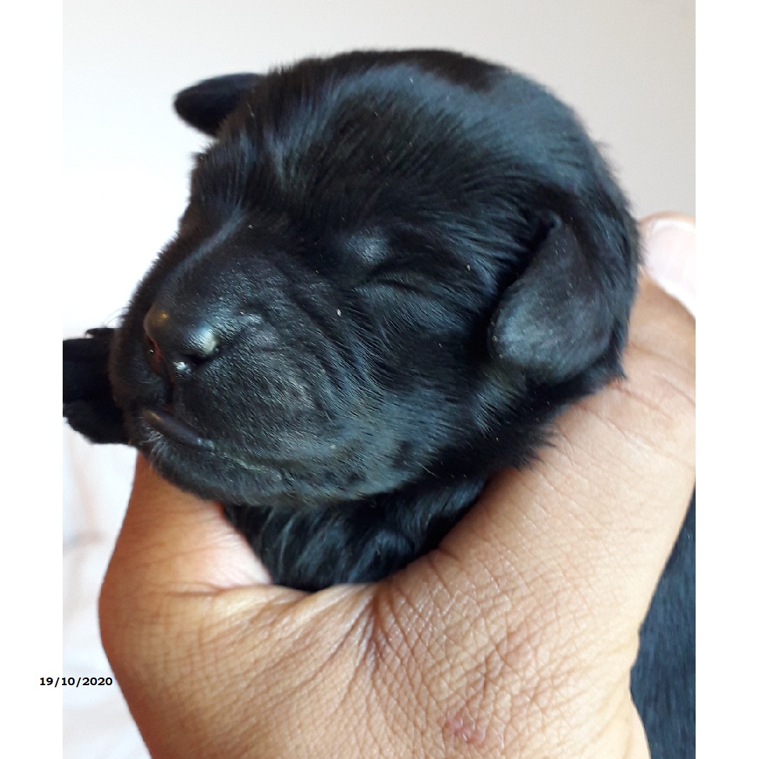 chiot chien d'eau portugais