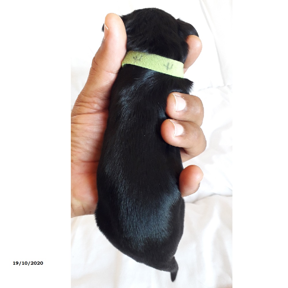 chiot chien d'eau portugais