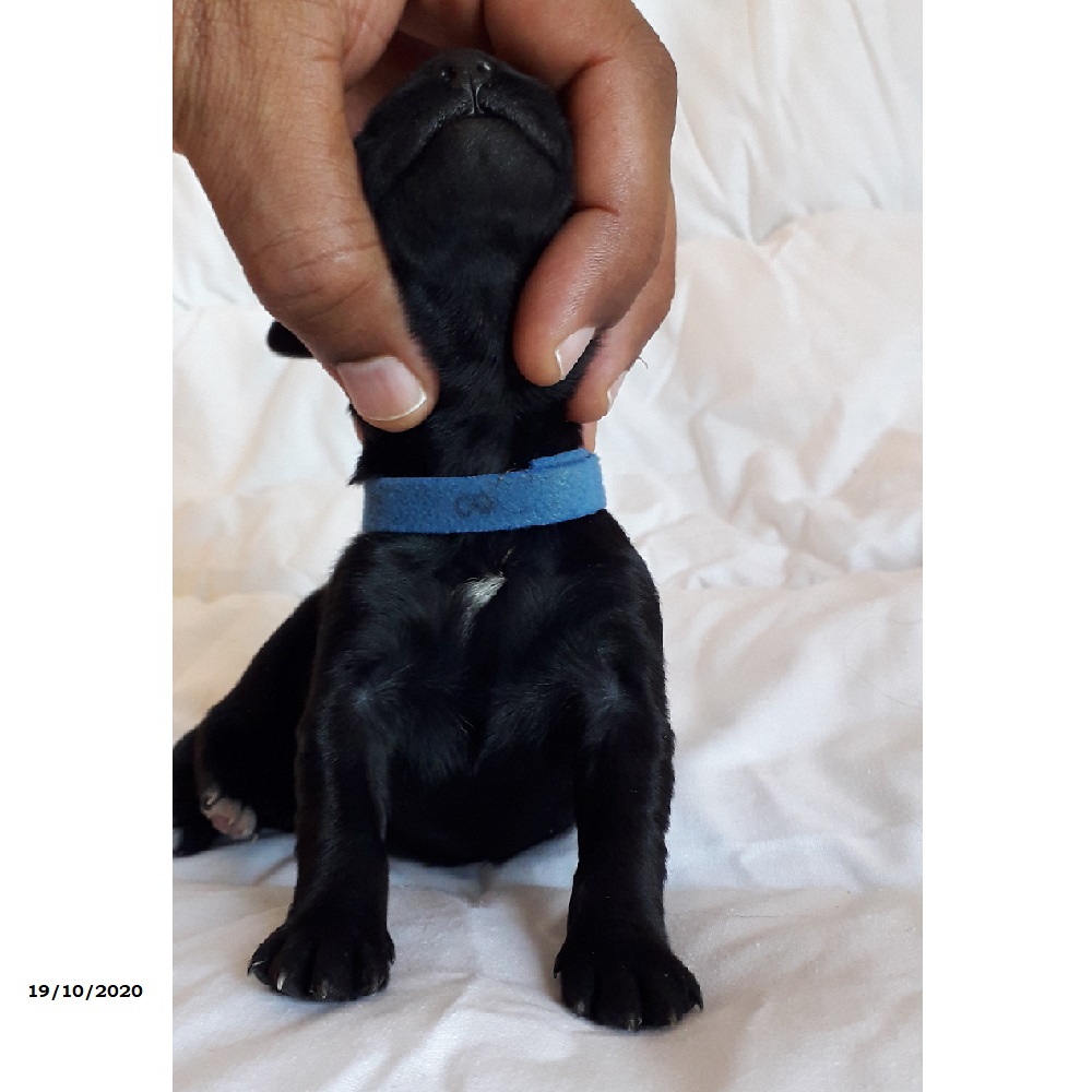 chiot chien d'eau portugais