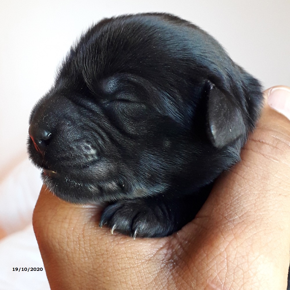 chiot chien d'eau portugais