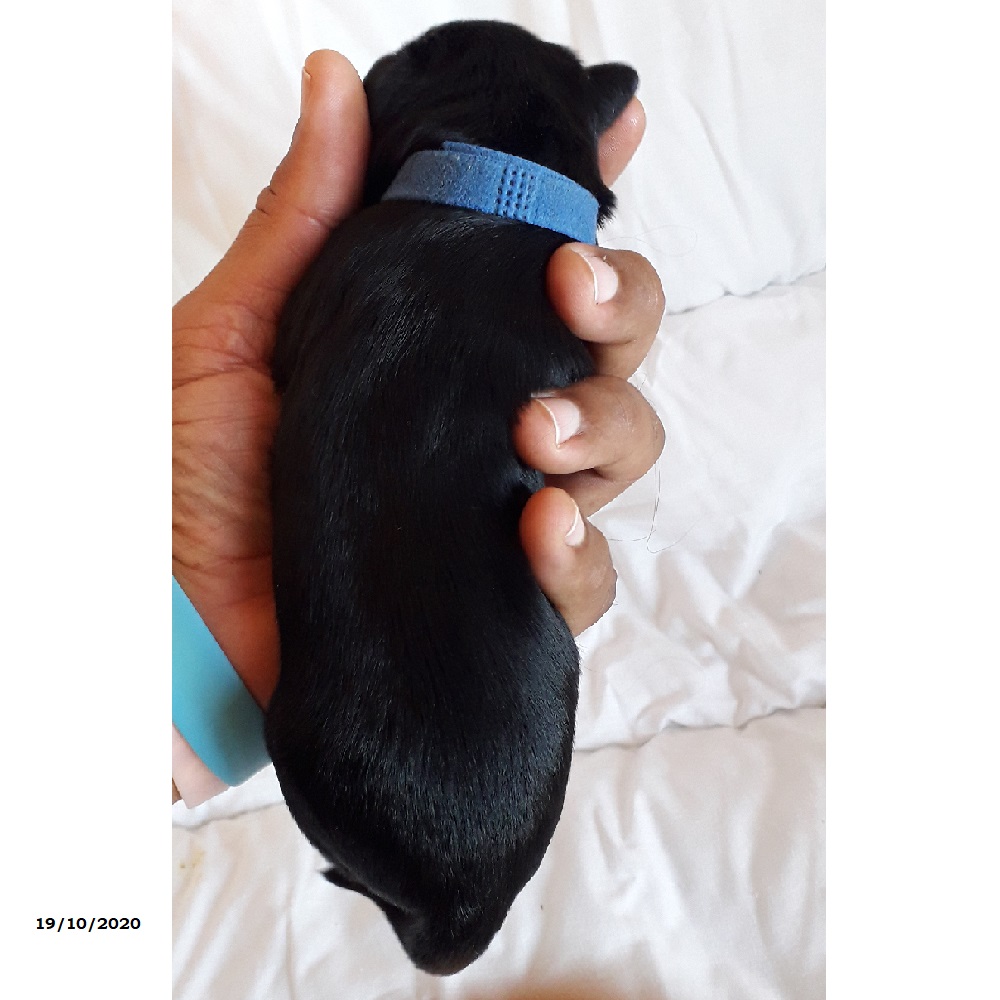 chiot chien d'eau portugais