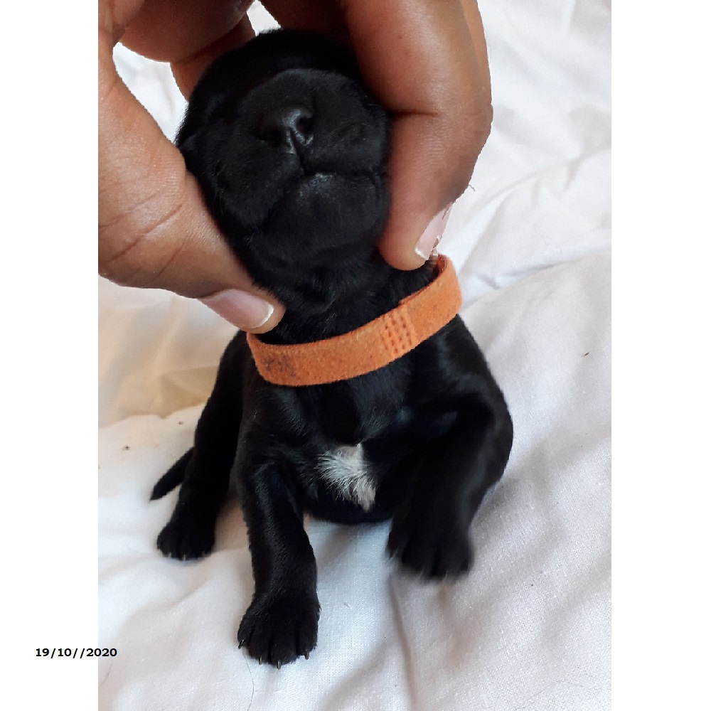 chiot chien d'eau portugais