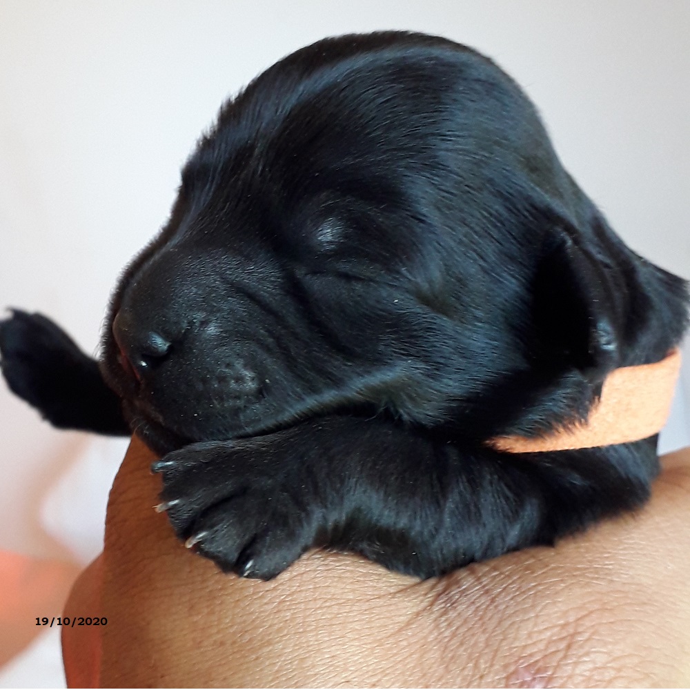 chiot chien d'eau portugais