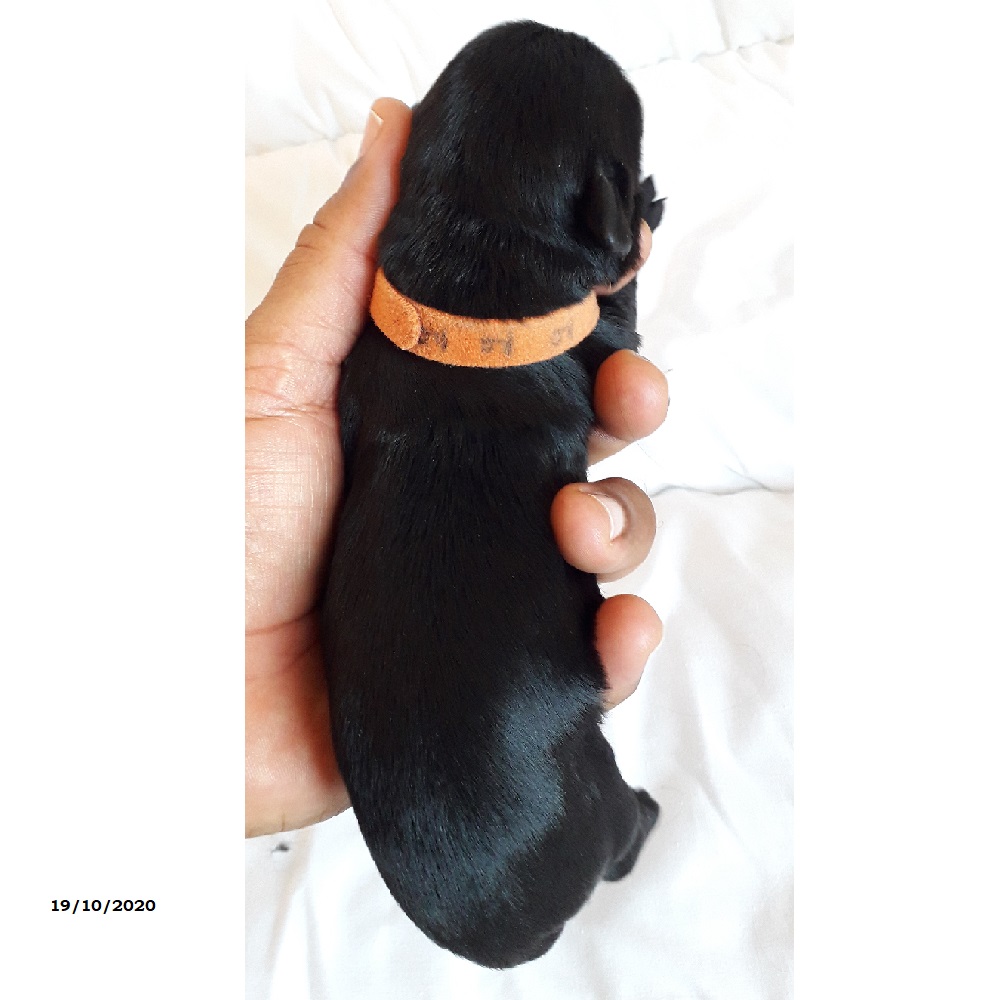 chiot chien d'eau portugais