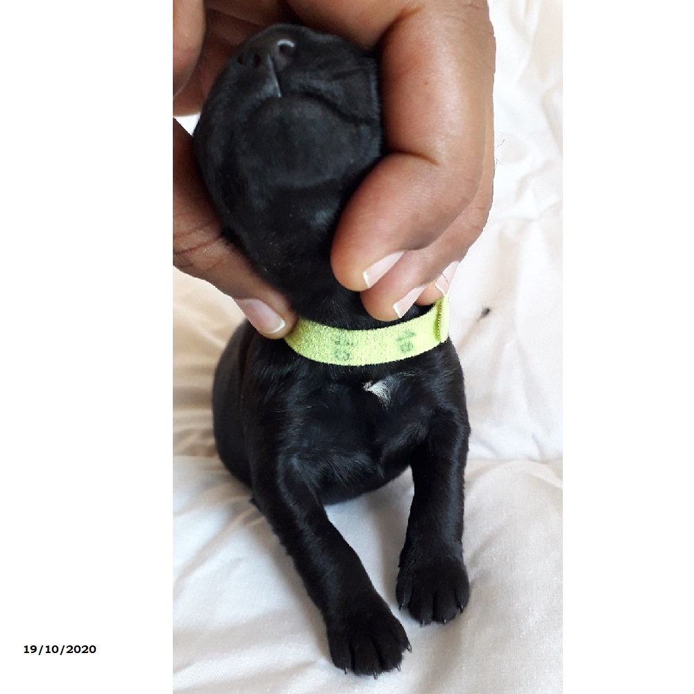 chiot chien d'eau portugais