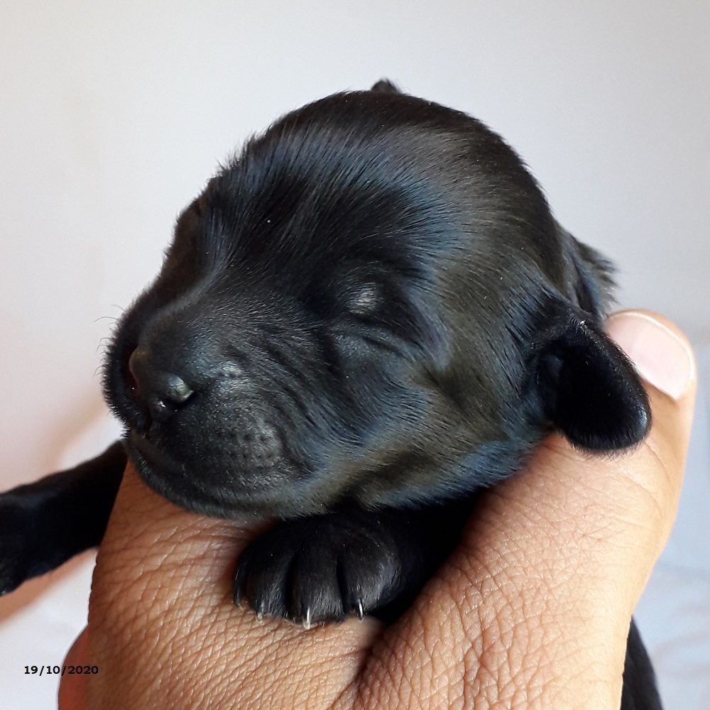 chiot chien d'eau portugais