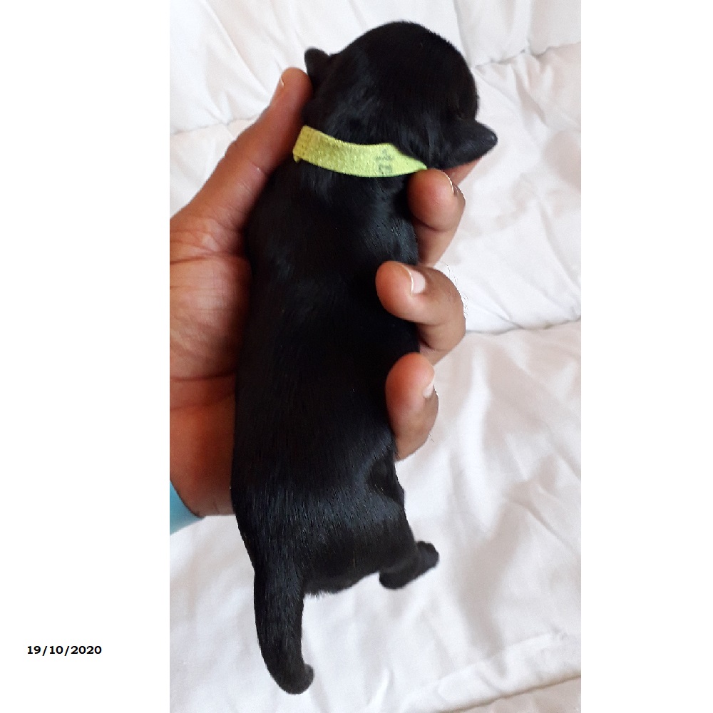 chiot chien d'eau portugais