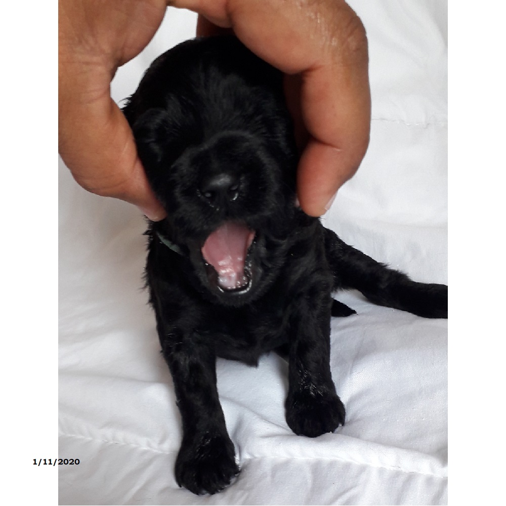 chiot chien d'eau portugais