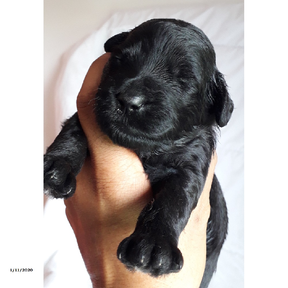 chiot chien d'eau portugais