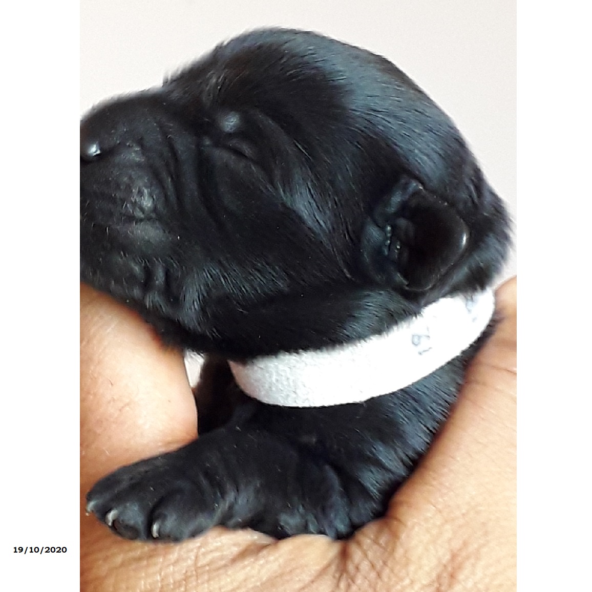 chiot chien d'eau portugais