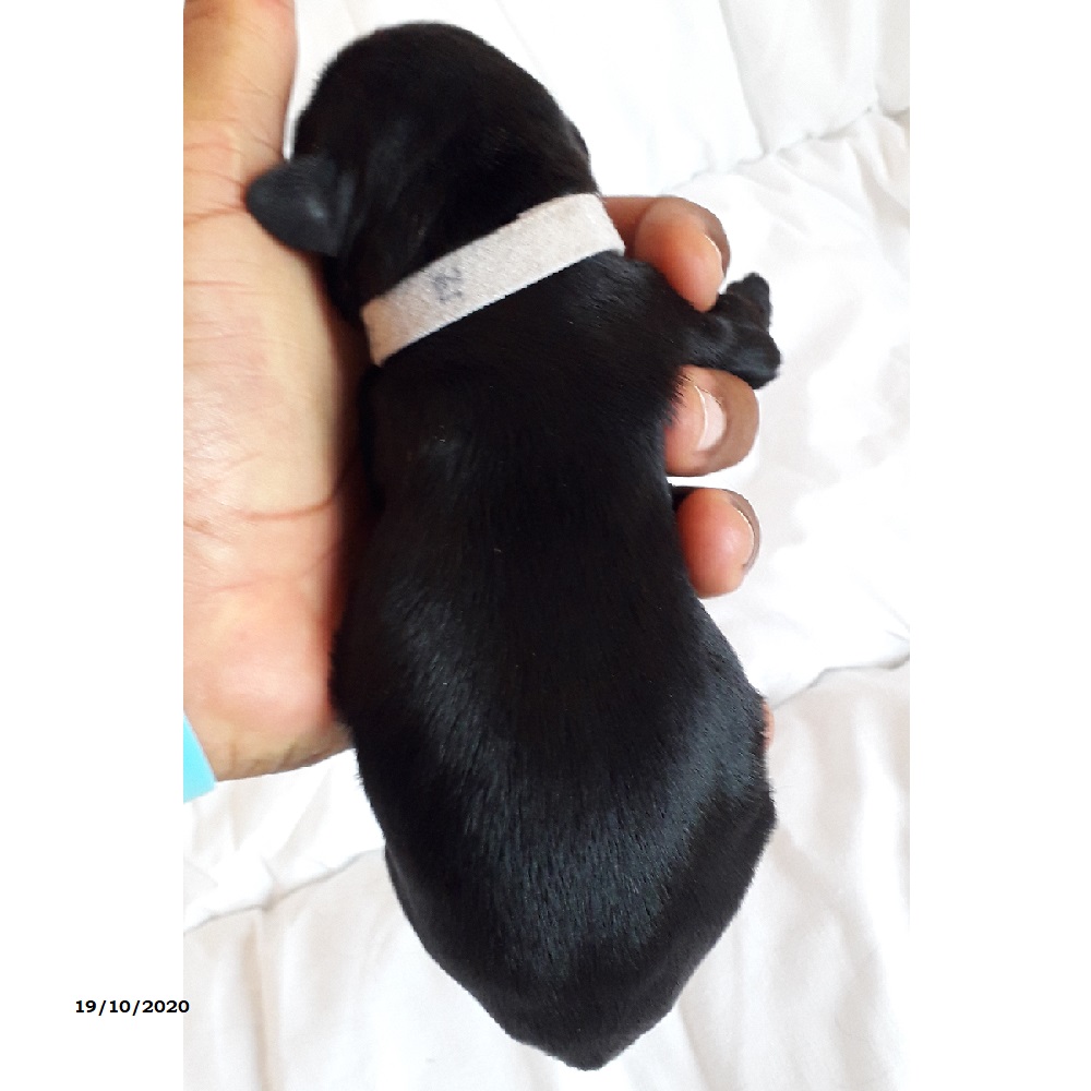 chiot chien d'eau portugais