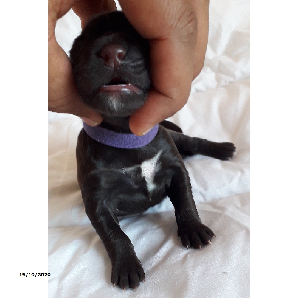 chiot chien d'eau portugais