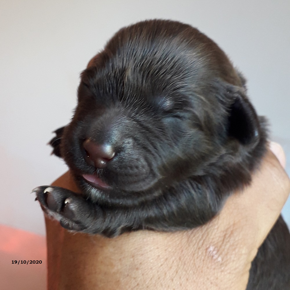 chiot chien d'eau portugais