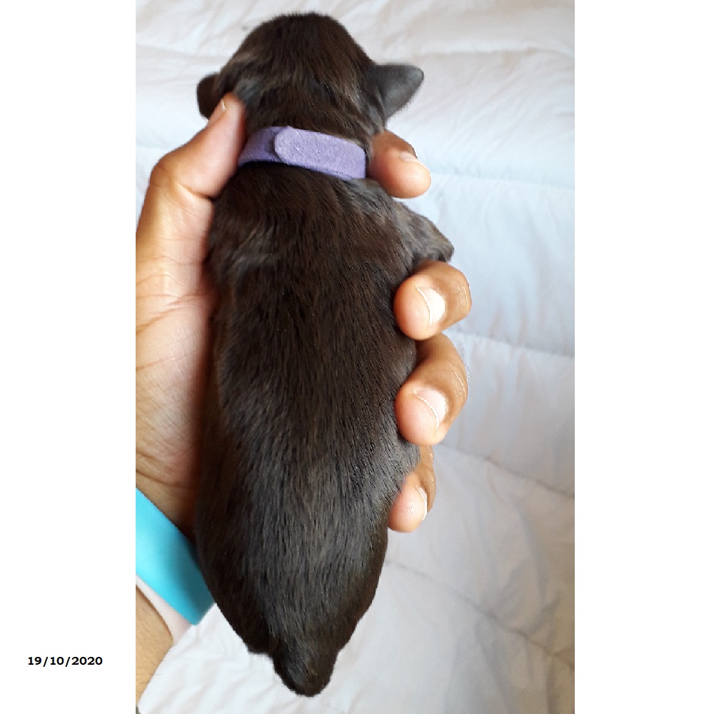 chiot chien d'eau portugais