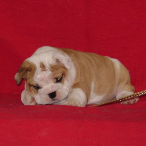 Chiot3