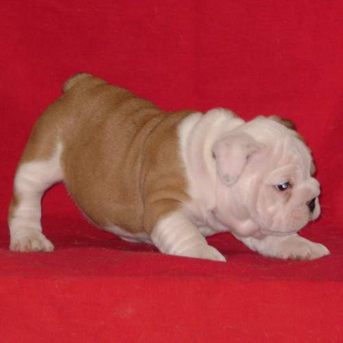 Chiot5