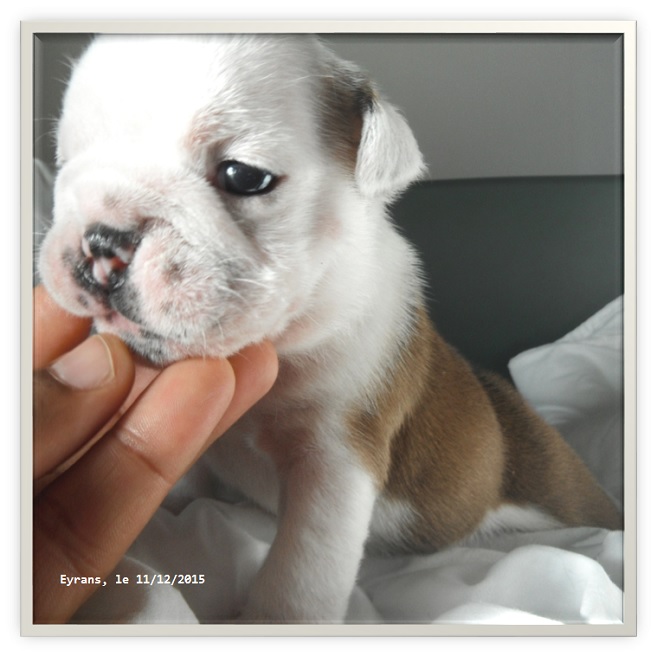 chiot bulldog anglais