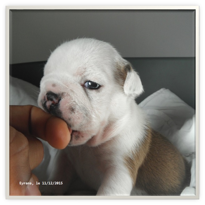 chiot bulldog anglais