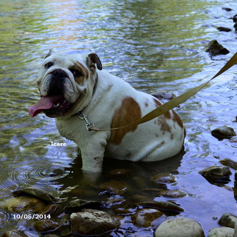chiot bulldog anglais