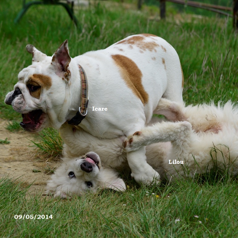 chiot bulldog anglais
