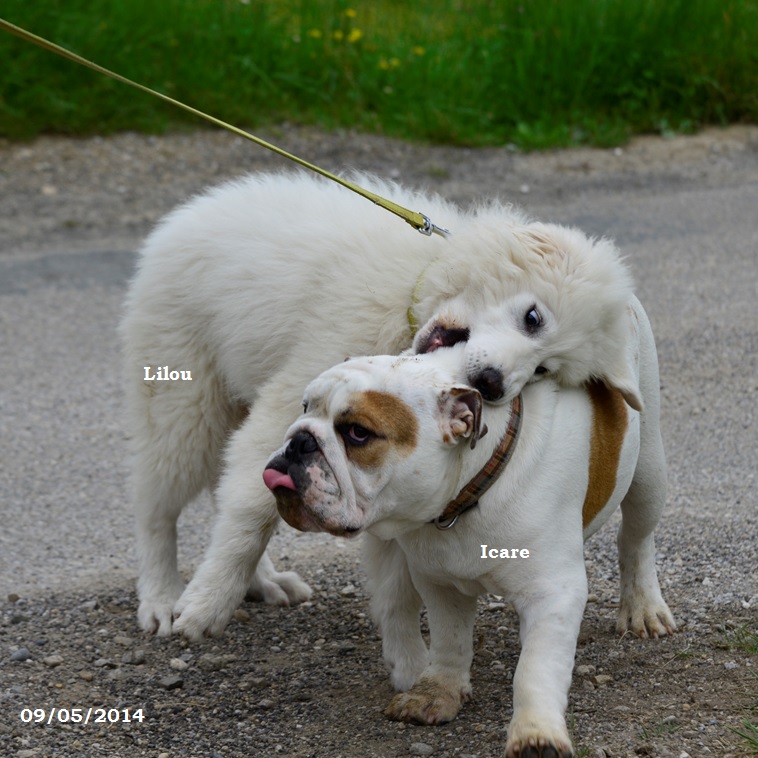 chiot bulldog anglais