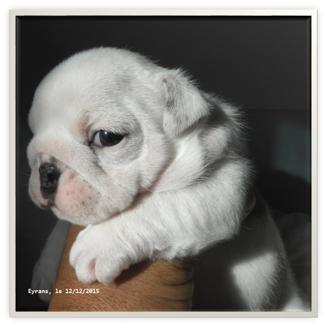 chiots bouledogues anglais