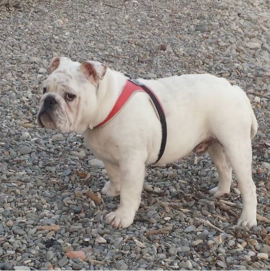 chiot bulldog anglais