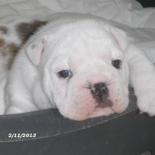 chiot bulldog anglais