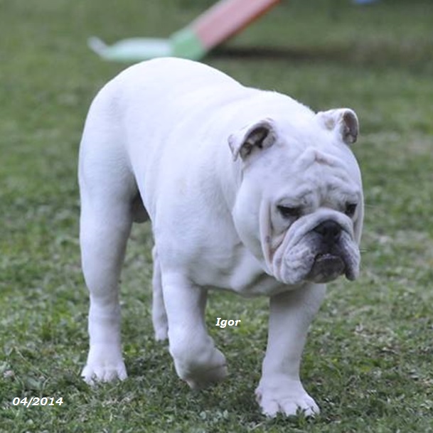 chiot bulldog anglais