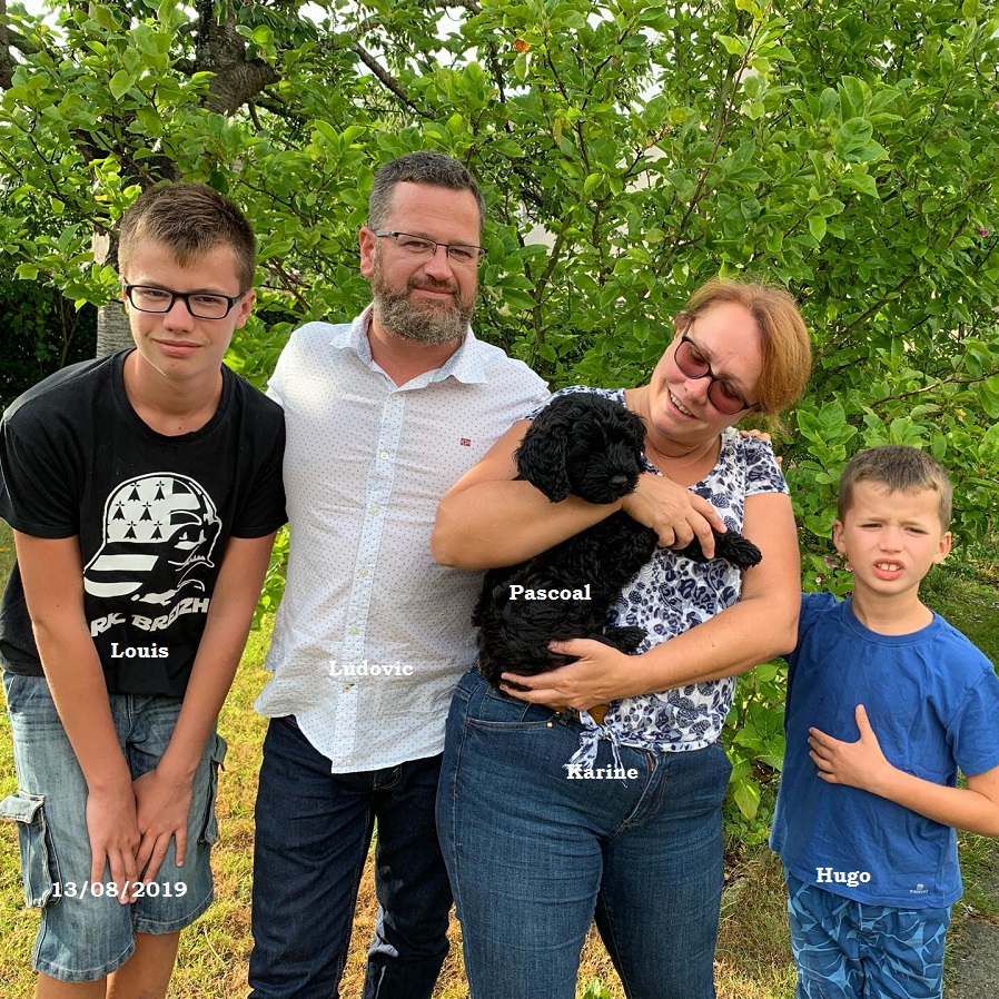 puppies portuguese water dog