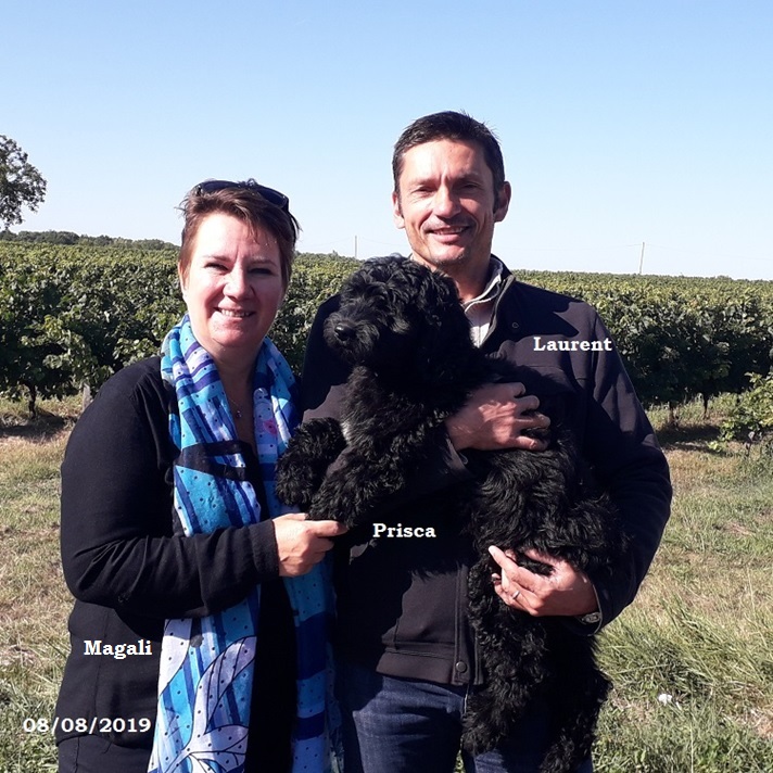 puppies portuguese water dog