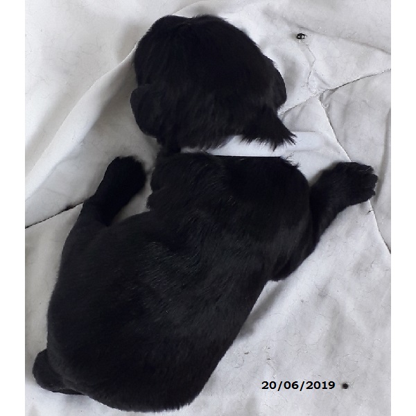 puppies portuguese water dog