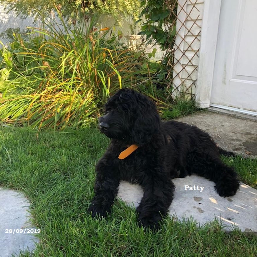 puppies portuguese water dog