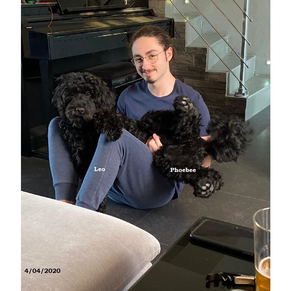 puppies portuguese water dog