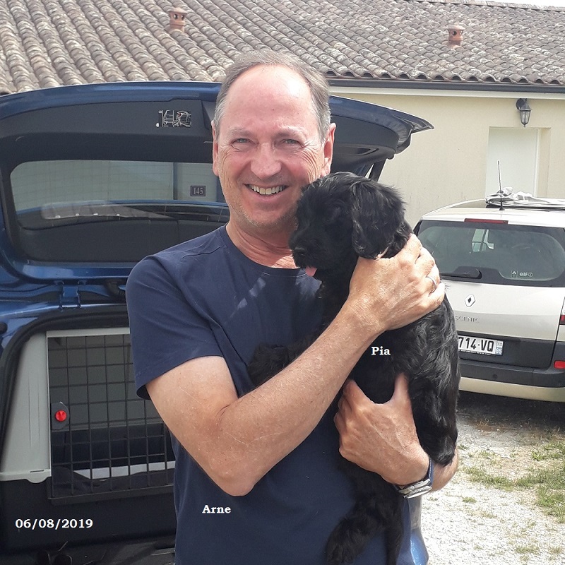 puppies portuguese water dog