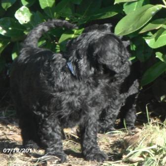 puppies portuguese water dog