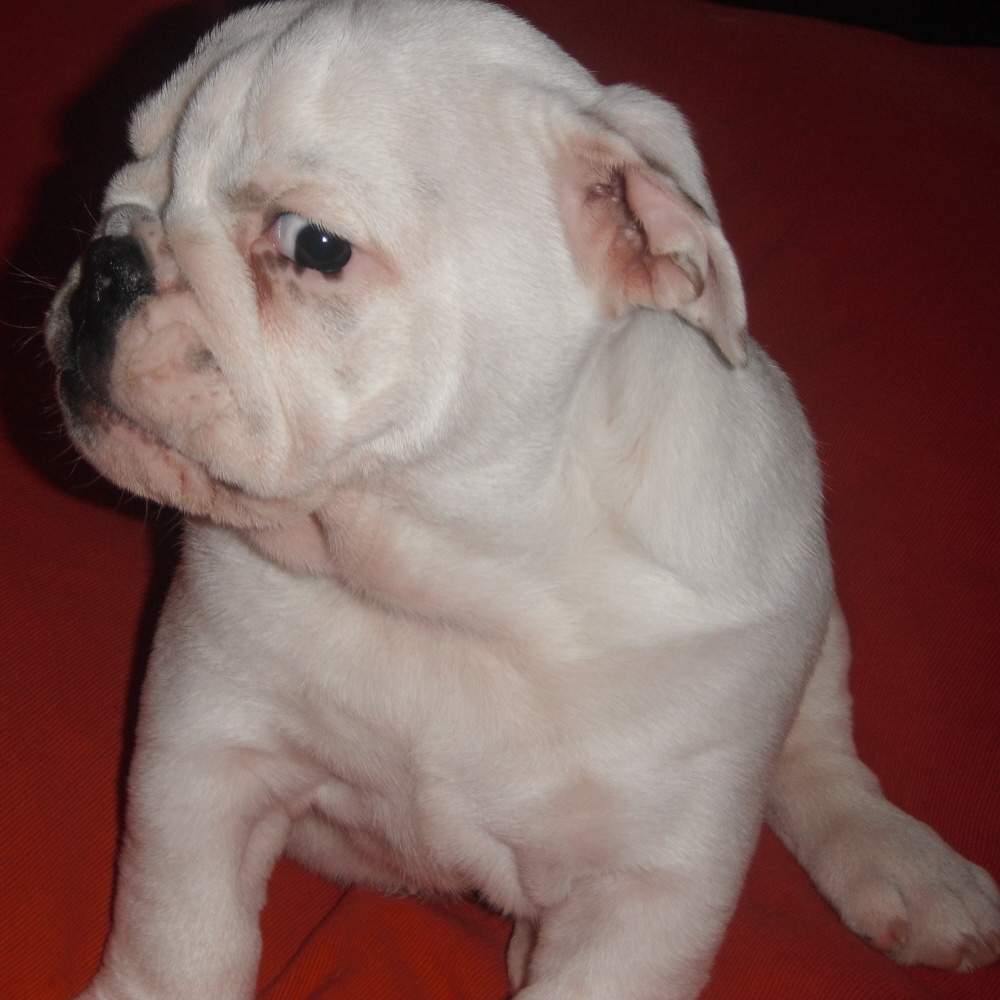 chiot bulldog anglais