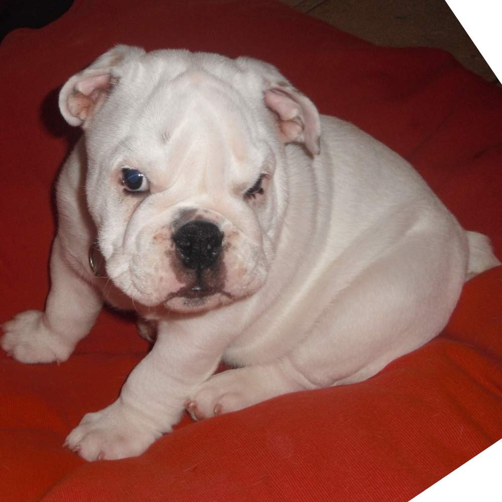 chiot bulldog anglais