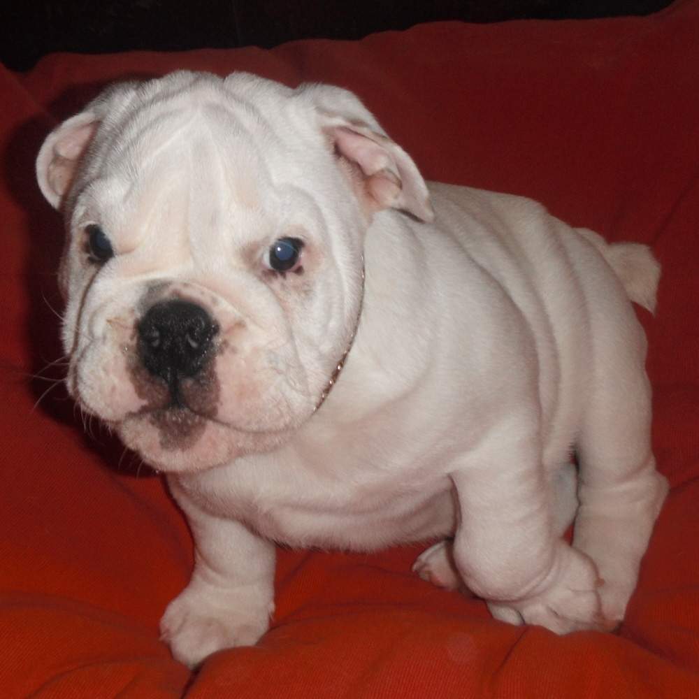 chiot bulldog anglais