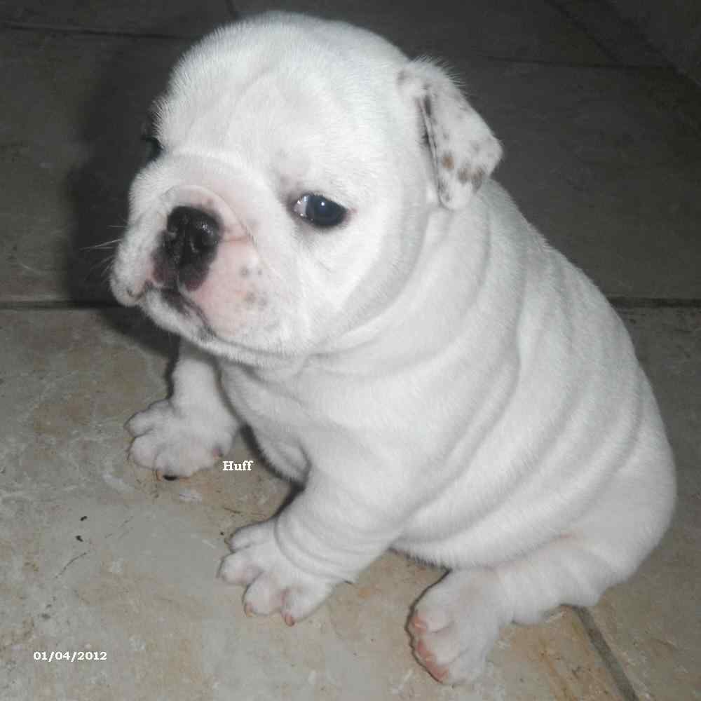 chiots bouledogues anglais