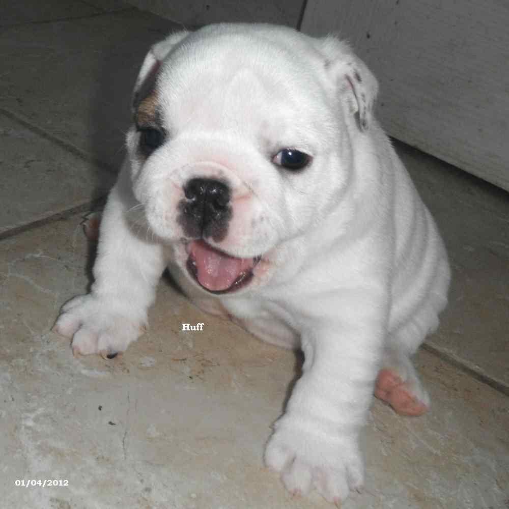 chiots bouledogues anglais