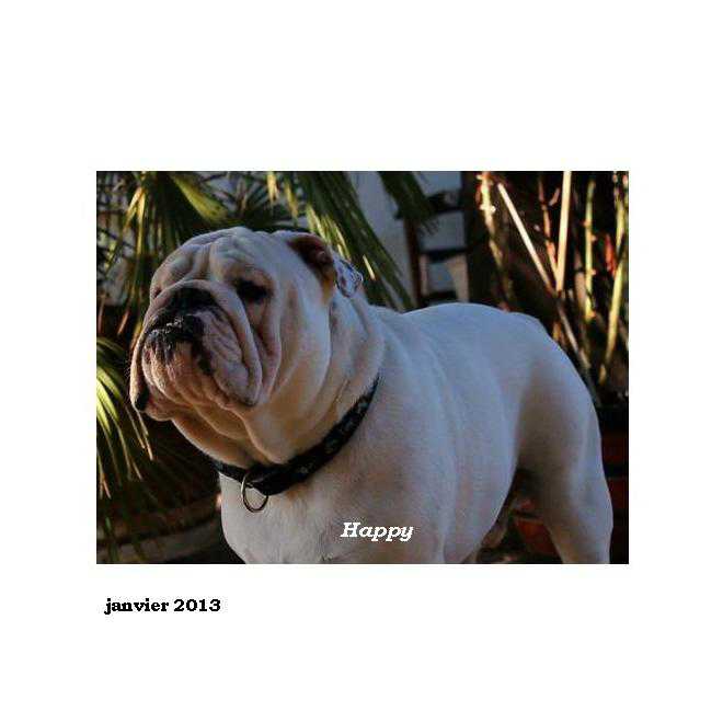 chiots bulldog anglais