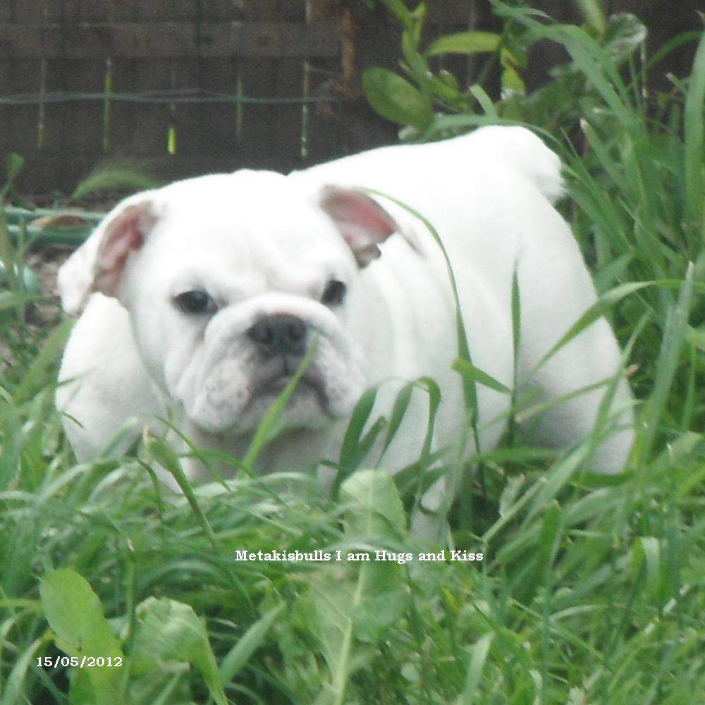 chiots bulldogs anglais