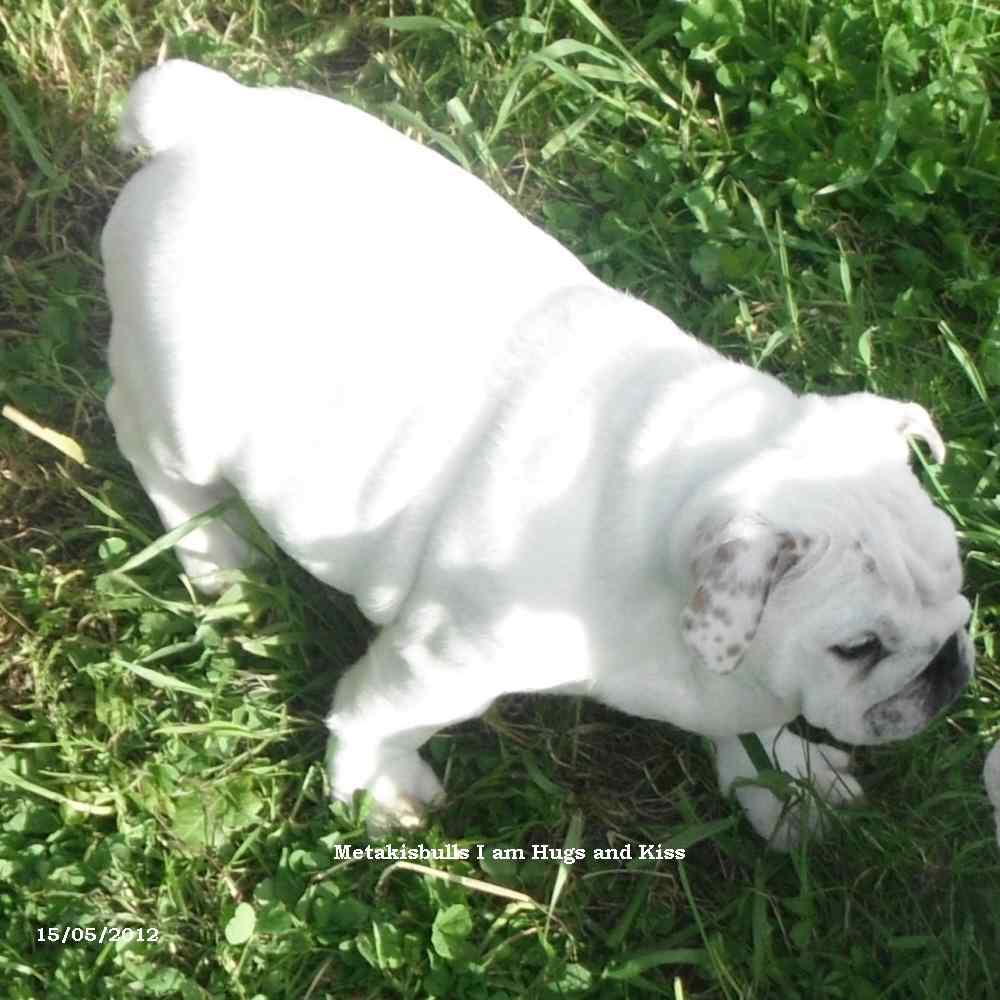 chiots bulldogs anglais