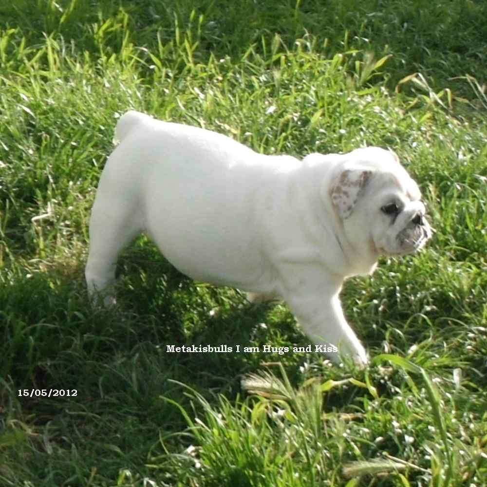 chiot bulldog anglais